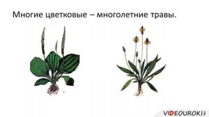 Цветковые растения, их строение, разнообразие и значение