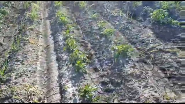 Мороз и град: что будет с ранним картофелем на Кубани смотреть онлайн