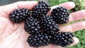 Лучшие сорта ежевики бесшипной. Самая крупная ягода с изысканным вкусом.