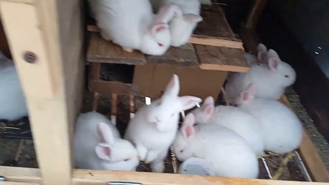 #10. КРОЛЬЧАТА. ОКРОЛЫ. смотреть онлайн