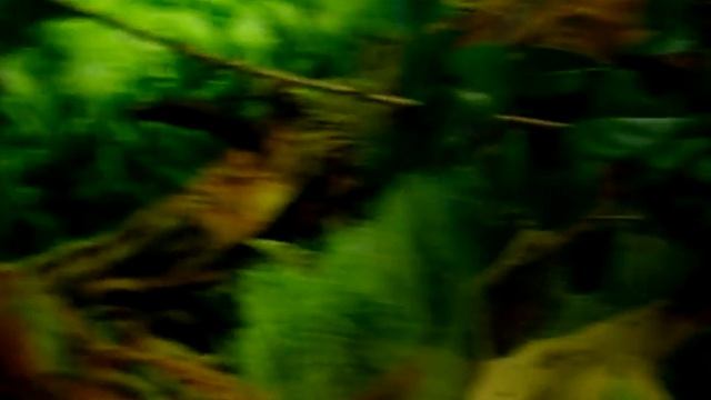 Peruphasma schultei stick insects смотреть онлайн