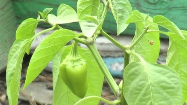 Перец можно успешно выращивать в открытом грунте смотреть онлайн