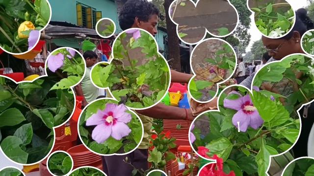 Flower Plants Market Visit  Mexican Bluebell Plant Chinese Red Water Apple Pati-Lebu Hardy Hibiscus