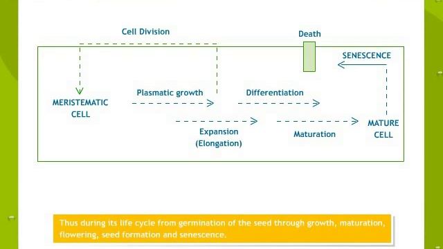 Plant Growth And Development смотреть онлайн