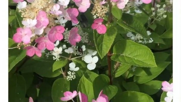 МЕТЕЛЬЧАТАЯ ГОРТЕНЗИЯ ВИМС РЭД  «WIM’S RED». ОБЗОР