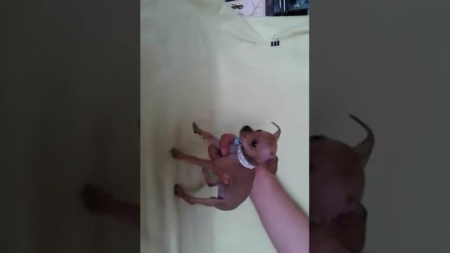 Собаки и щенки из питомника. смотреть онлайн