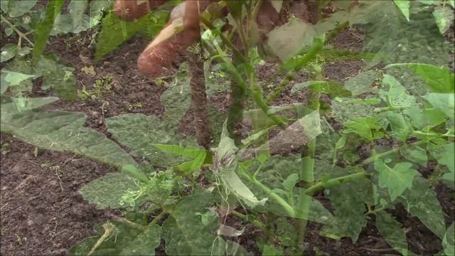 Помидоры. Подвязка кустов помидор. Пасынки, что с ними делать? смотреть онлайн