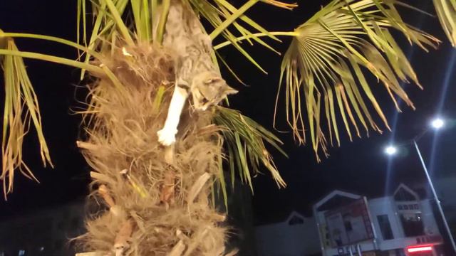 Каспийский кот смотреть онлайн
