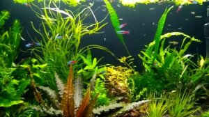 Растительный аквариум на 80 литров с голубыми неонами, гуппи и креветками