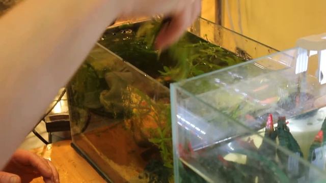 Чистка аквариума. Часть 7. Чистим стекло смотреть онлайн