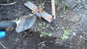 Как поймать крота . Самый эффективный способ . Кротоловка .