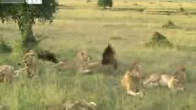 Поющие львы смотреть онлайн