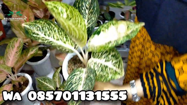 Baby Golden Hope || Aglaonema murah || baby Esmeralda,Hughes,Reina white || Aglaonema rare item смотреть онлайн