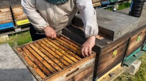 Весенние работы с пчелами. Обработка апимаксом.