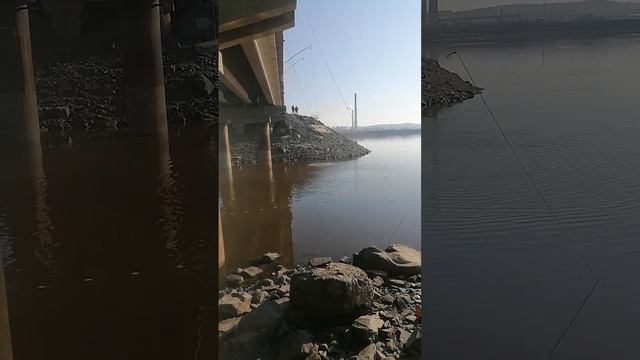 Вот так ловят рыбу на дальневосточные снасти "хапуга хлопок" и "паук" с моста 08.05.2023 #Shorts смотреть онлайн