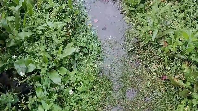 Наше воскресенье. Дождливая Троица. В Динскую смотреть онлайн