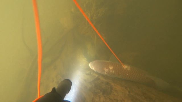 Голавль в корягах р. Десна!!! смотреть онлайн