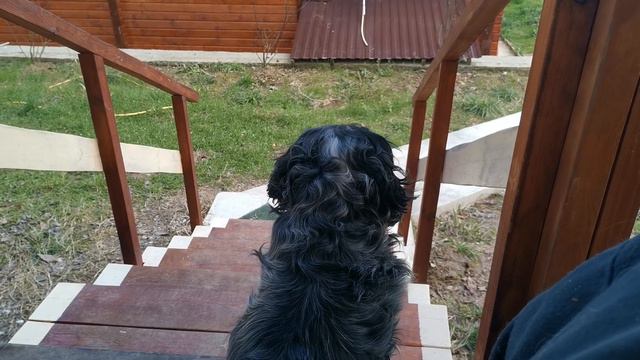 Сочи.Горное Лоо. +6°C. 9.01.2023г.© смотреть онлайн