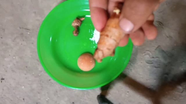 Ramuan untuk memperlancar susu kambing yang sedang menyusui смотреть онлайн