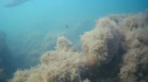 Подводная съемка как клюет КЕФАЛЬ под водой поклевка кефали Рыбалка на кефаль в Крыму