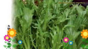 Капуста японская Русалочка. Краткий обзор, описание характеристик brássica olerácea