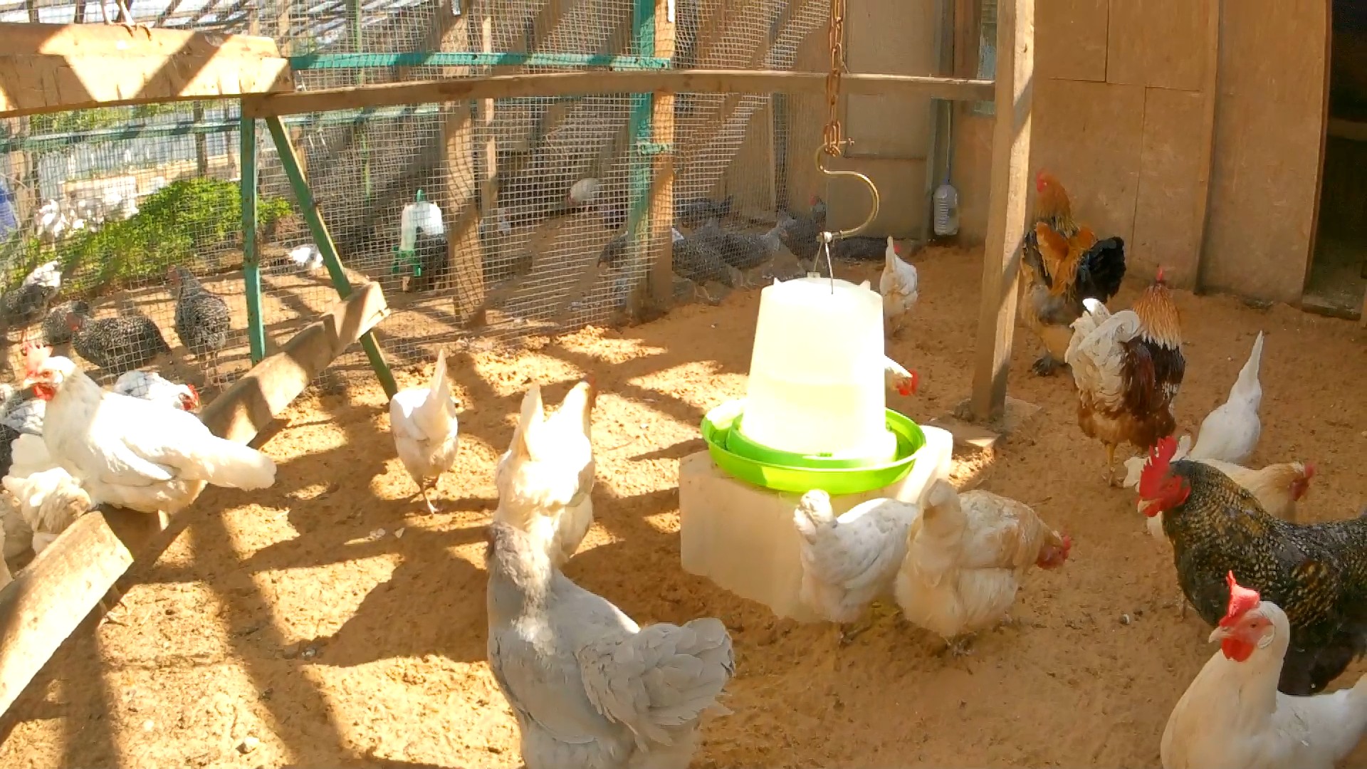 У нас новые птенцы! И наконец-то чистые выгулы для птиц. смотреть онлайн