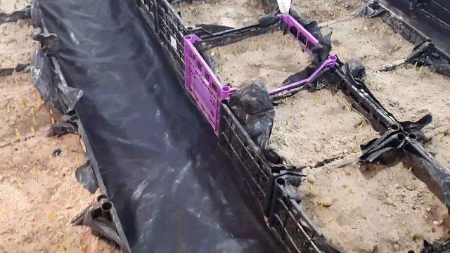 Сроки выгонки тюльпана к 8 марта. Определяем дату начала выгонки исходя из технологии и обьема. смотреть онлайн