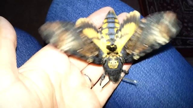 Acherontia Atropos Warming Up!