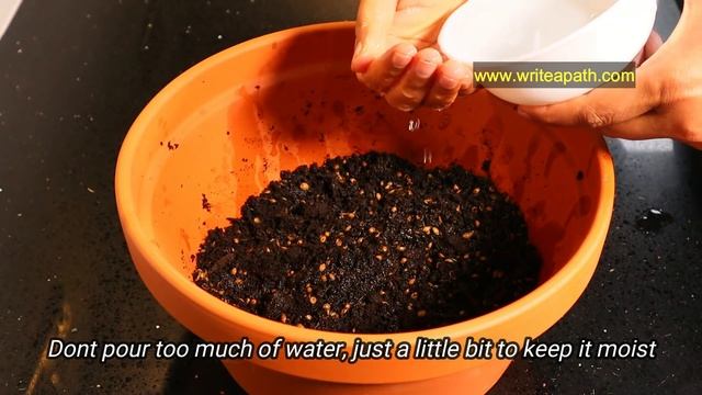 Fastest Coriander Growing Method / No one told you before / Cilantro Growing At Home #cilantro #DI смотреть онлайн