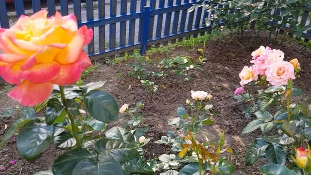 Сорта роз,купленных по Советам БЛОГЕРОВ - РОЗОВОДОВ!!!!! Спасибо им Большое!!!! 11 июня 2021 года смотреть онлайн