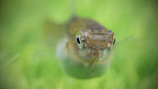 Маленькие рыбки гуппи Эндлера смотреть онлайн