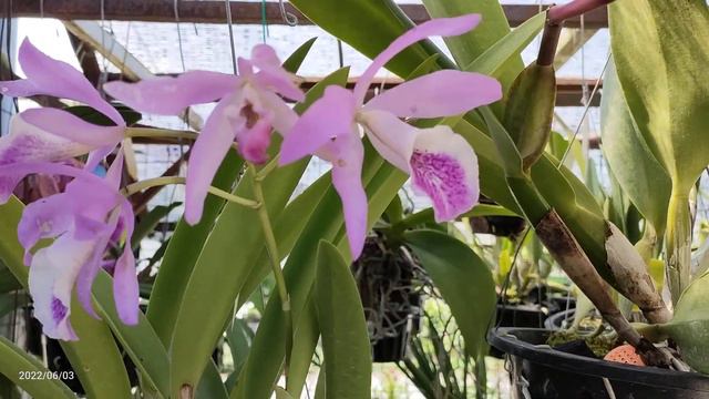 Bct. Haleahi Profusion = (Bsn. Maikai X C. Maxima) Cattleya Orchid