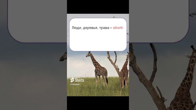 Слова, которые часто путают. Антонимы слов Tall_High. Слова short and low. смотреть онлайн