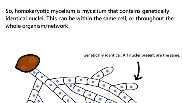 What is homokaryotic/heterokaryotic mycelium? Basidiomycetes - Home mycology смотреть онлайн