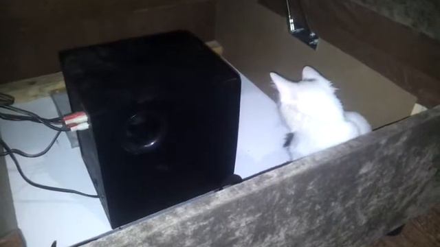 Кот и сабвуфер смотреть онлайн