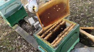 Семья пчёл после зимы без матки.