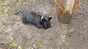 Скотч терьер Басти. Настоящий норчак.