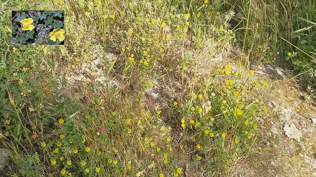 ИЗРАИЛЬ.ISRAEL Полевые цветы Галилеи. Galilee Wildflowers. Израиль. Israel
