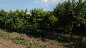 Персик кардинал.Мой сад.Збор урожая 19.07.2019