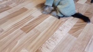 Вязаный комбинезон  для Йорка Тоши!