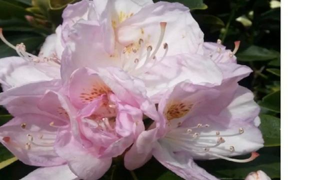 Rhododendron 'Gomer Waterer' смотреть онлайн