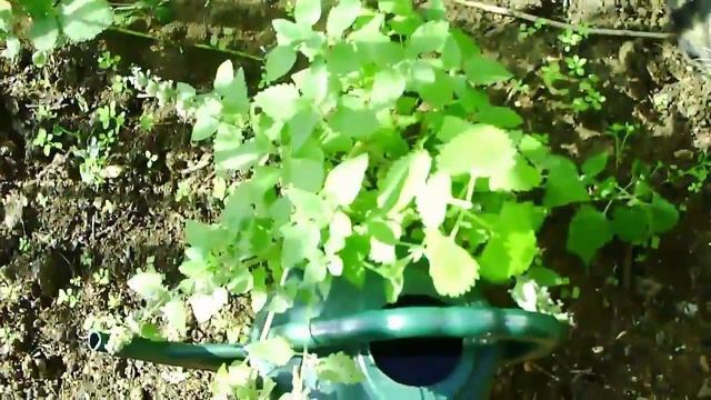 Cat getting high from Catnip plant (Nepeta Cataria) смотреть онлайн