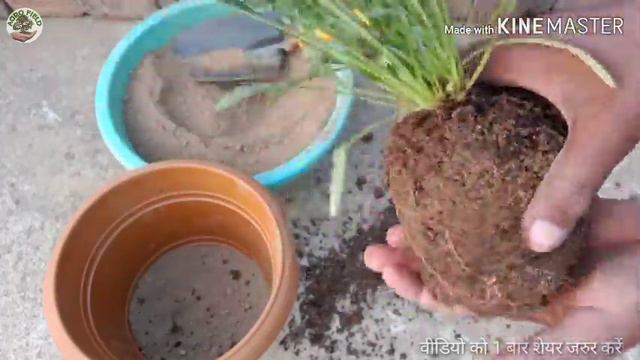 गजानिया लगाने से खिलने तक की पूरी अपडेट वीडियो | gazania repoting to flowering update|gazania flowe смотреть онлайн