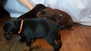 Щенки Добермана