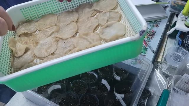 ТОМАТЫ высокорослые посев простым, но не обычным способом смотреть онлайн
