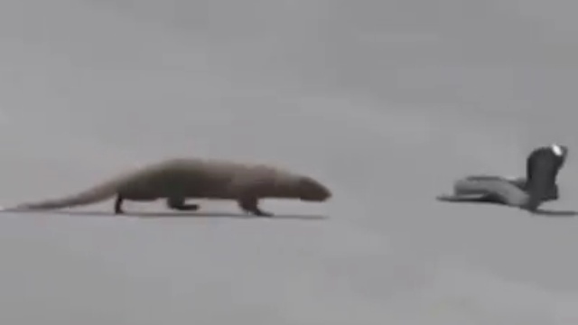 Рикки-Тикки-Тави и Нагайна смотреть онлайн