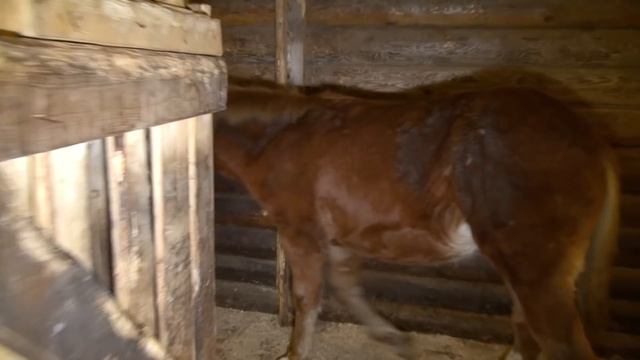 Оповоживание молодой лошади. "Ужасы" , нарушение ТБ! смотреть онлайн