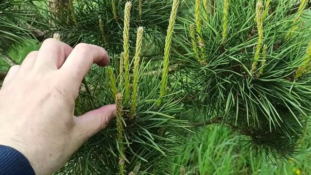 Формирование (прищипывание) сосны, конец мая- самое время смотреть онлайн