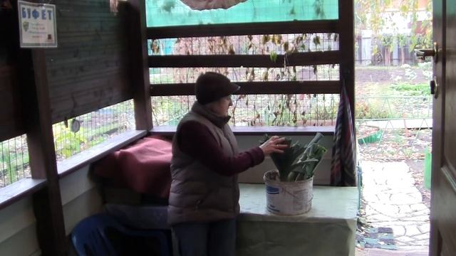 Убираем урожай вкуснейшего и полезнейшего лука порея смотреть онлайн