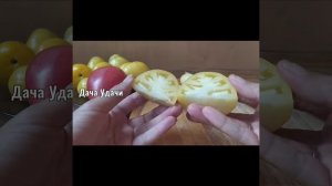 Томат ЗОЛОТЫЕ ЯЙЦА! Сбор урожая, дегустация! Дача Удачи